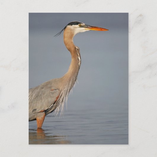 Great Blue Heron Profile Briefkaart (Voorkant)