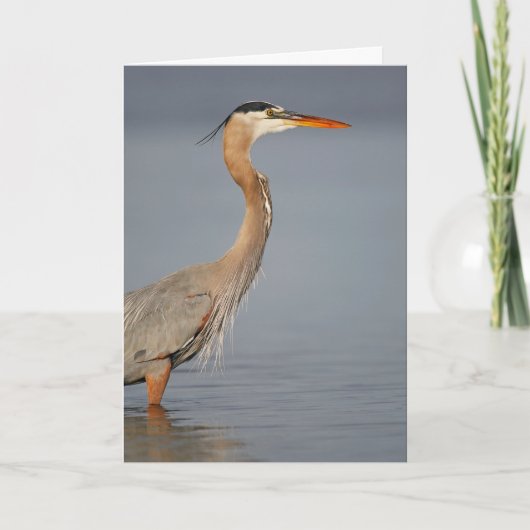 Great Blue Heron Profile Wenskaart Kaart (Voorkant)