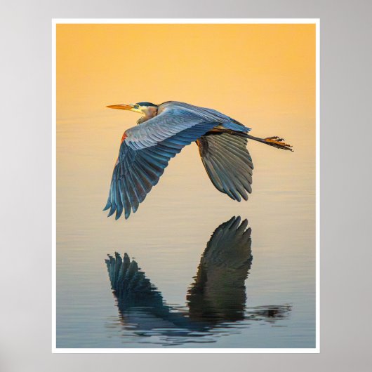 Great Blue Heron Reflection Wildlife Bird Photo Poster (Voorkant)