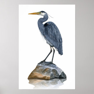 Great Blue Heron Rock Poster