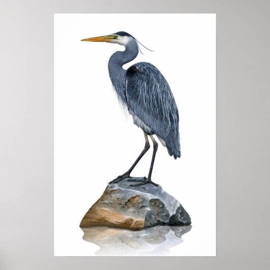 Great Blue Heron Rock Poster (Voorkant)