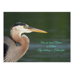 Great Blue Heron sluit tapijt Perfect Poster