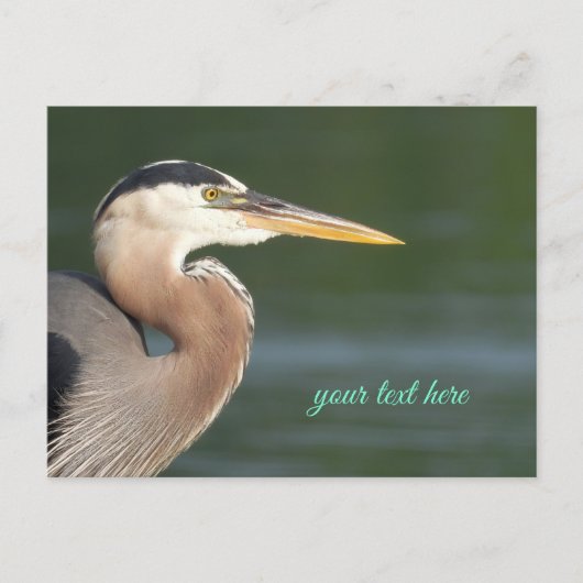 Great Blue Heron Sluiten Briefkaart (Voorkant)