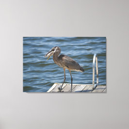 Great Blue Heron Sluiten Canvas Afdruk