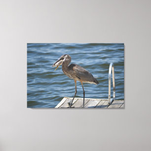 Great Blue Heron Sluiten Canvas Afdruk