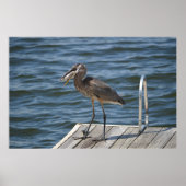 Great Blue Heron Sluiten Poster (Voorkant)