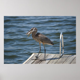 Great Blue Heron Sluiten Poster