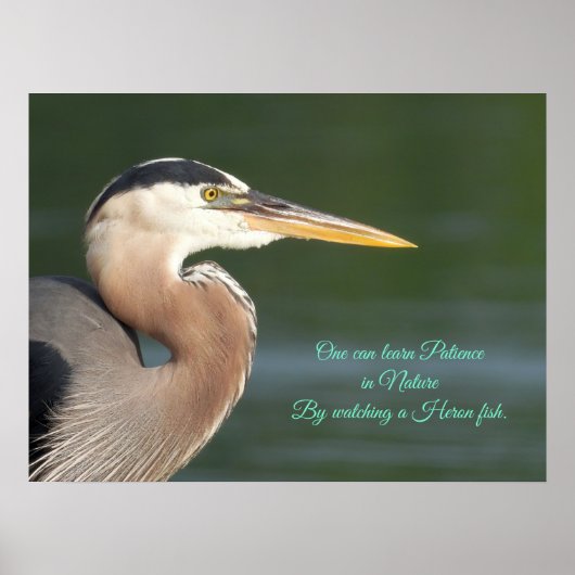 Great Blue Heron Sluiten Poster (Voorkant)