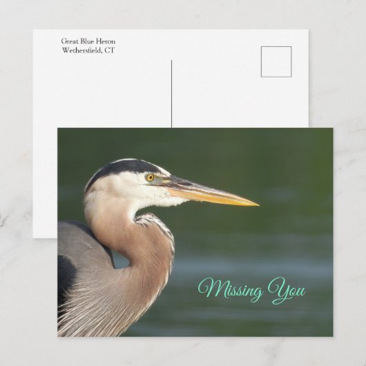 Great Blue Heron Sluiten Poster Briefkaart (Voorkant / Achterkant)