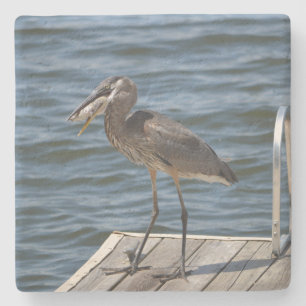 Great Blue Heron Sluiten Stenen Onderzetter