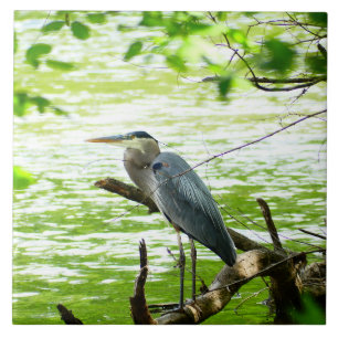 Great Blue Heron Spring River Forest natuur Tegeltje