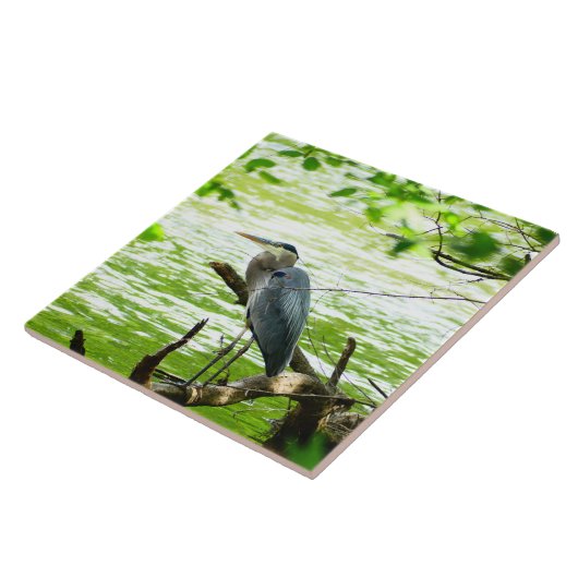 Great Blue Heron Spring River Forest natuur Tegeltje (Zijkant)