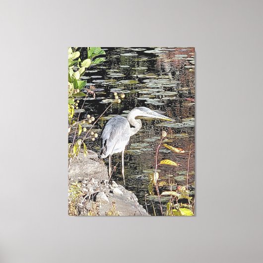 Great Blue Heron Stretched Canvas Print (Voorkant)