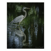 "Great Blue Heron" Stretched Canvas Print Perfect Poster (Voorkant)