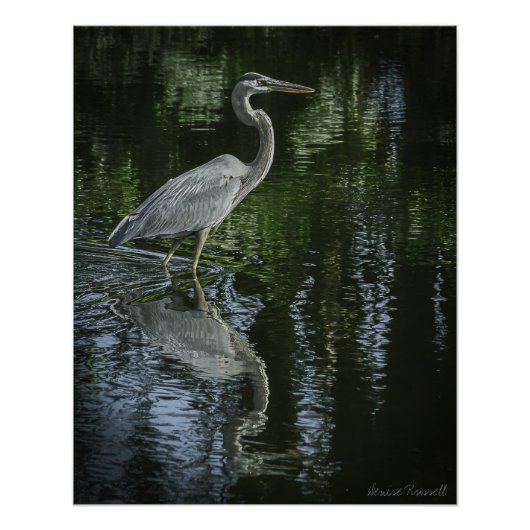 "Great Blue Heron" Stretched Canvas Print Perfect Poster (Voorkant)