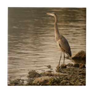 Great Blue Heron Tegeltje