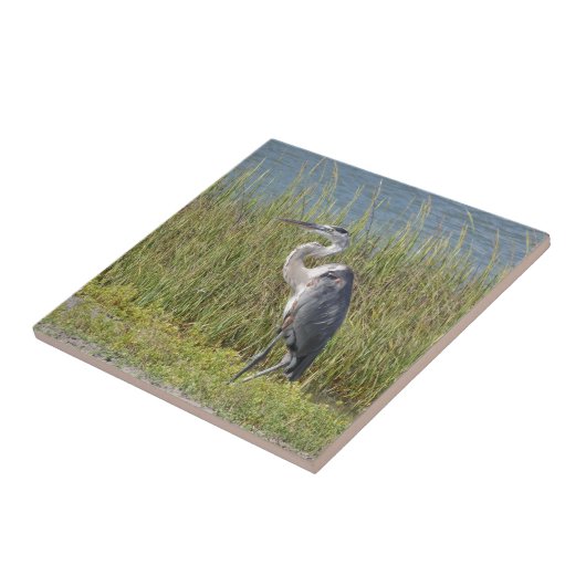 Great Blue Heron Tegeltje (Zijkant)