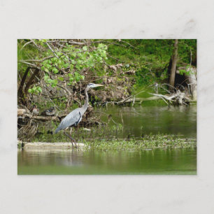 Great Blue Heron Tennessee rivierfauna natuur Briefkaart