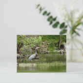 Great Blue Heron Tennessee rivierfauna natuur Briefkaart (Staand voorkant)