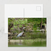 Great Blue Heron Tennessee rivierfauna natuur Briefkaart (Voorkant / Achterkant)