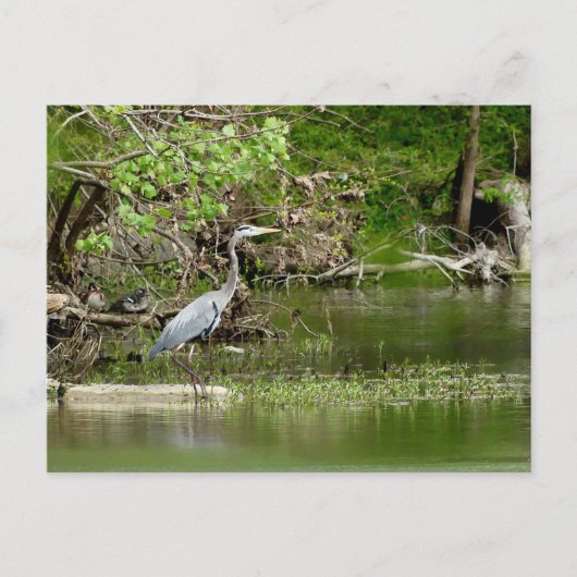 Great Blue Heron Tennessee rivierfauna natuur Briefkaart (Voorkant)