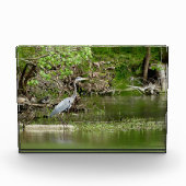 Great Blue Heron Tennessee rivierfauna natuur Fotoblokken (Voorkant)