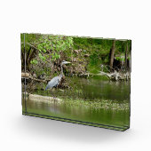 Great Blue Heron Tennessee rivierfauna natuur Fotoblokken (Rechts)