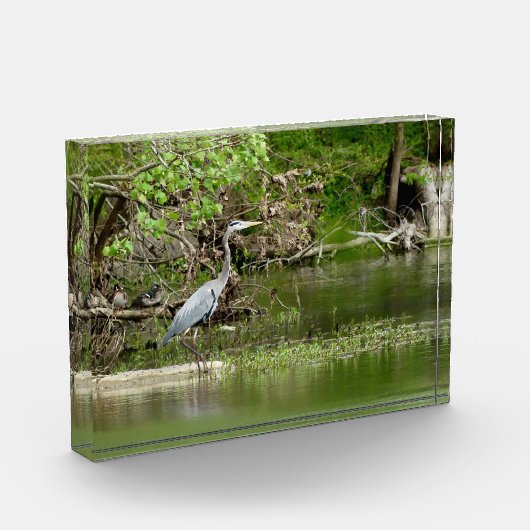 Great Blue Heron Tennessee rivierfauna natuur Fotoblokken (Links)