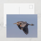 Great Blue Heron tijdens de vlucht Briefkaart (Voorkant / Achterkant)