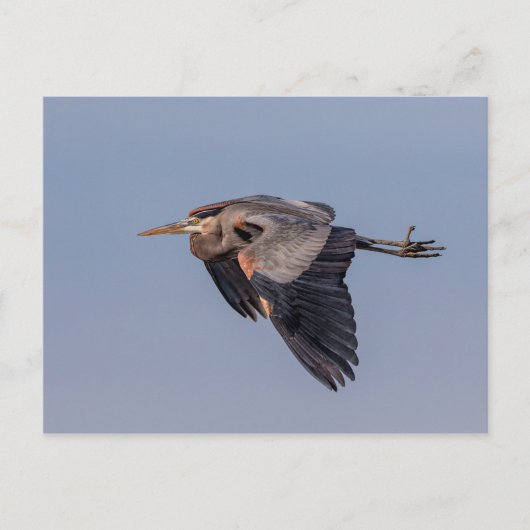 Great Blue Heron tijdens de vlucht Briefkaart (Voorkant)