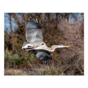 Great Blue Heron tijdens de vlucht Foto Afdruk