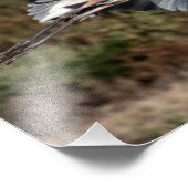 Great Blue Heron tijdens de vlucht Foto Afdruk (Hoek)