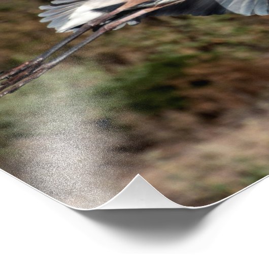 Great Blue Heron tijdens de vlucht Foto Afdruk (Hoek)