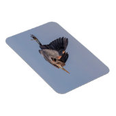 Great Blue Heron tijdens de vlucht Magneet (Rechterzijde)