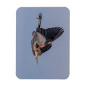 Great Blue Heron tijdens de vlucht Magneet (Verticaal)