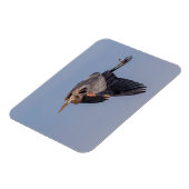 Great Blue Heron tijdens de vlucht Magneet (Linkerzijde)