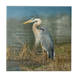 Great Blue Heron Tile Tegeltje
