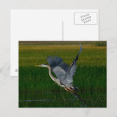 Great Blue Heron "tilt uit" Briefkaart (Voorkant / Achterkant)