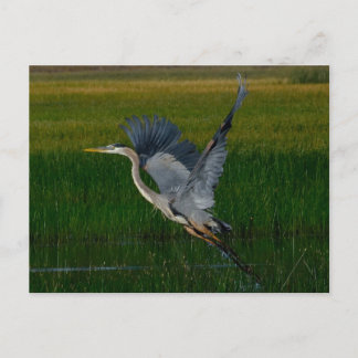 Great Blue Heron "tilt uit" Briefkaart
