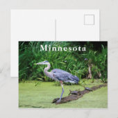 Great Blue Heron Turtles Green Lake Briefkaart (Voorkant / Achterkant)