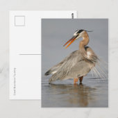 Great Blue Heron Twisting Briefkaart (Voorkant / Achterkant)