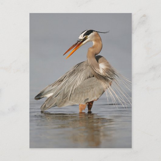 Great Blue Heron Twisting Briefkaart (Voorkant)