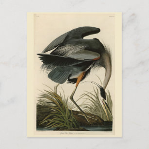 Great Blue Heron uit Audubon's Birds of America Briefkaart