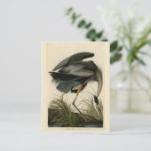 Great Blue Heron uit Audubon's Birds of America Briefkaart (Staand voorkant)