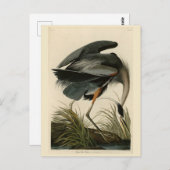 Great Blue Heron uit Audubon's Birds of America Briefkaart (Voorkant / Achterkant)