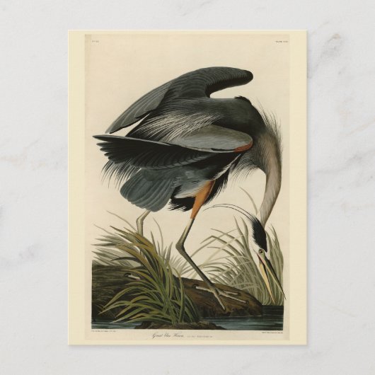Great Blue Heron uit Audubon's Birds of America Briefkaart (Voorkant)