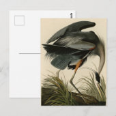 Great Blue Heron uit Audubon's Birds of America Briefkaart (Voorkant / Achterkant)