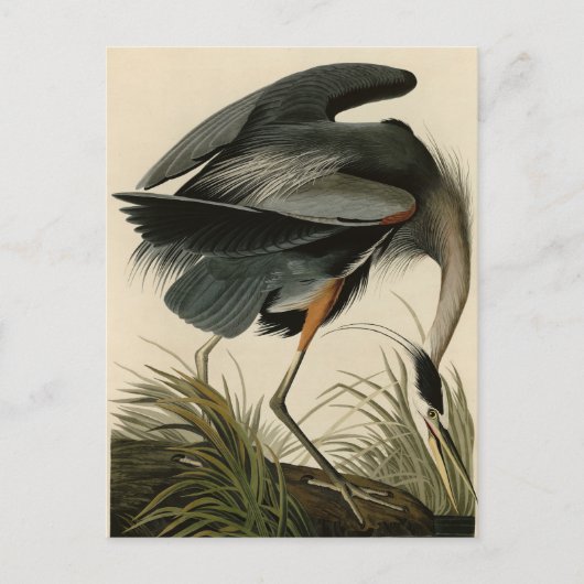 Great Blue Heron uit Audubon's Birds of America Briefkaart (Voorkant)