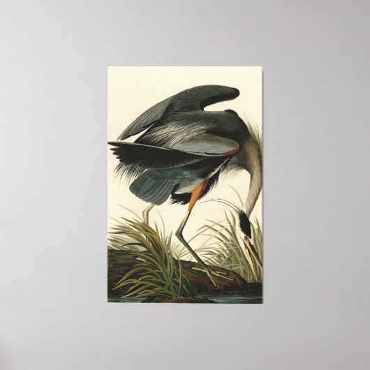 Great Blue Heron uit Audubon's Birds of America Canvas Afdruk (Voorkant)