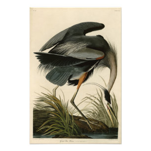 Great Blue Heron uit Audubon's Birds of America Foto Afdruk